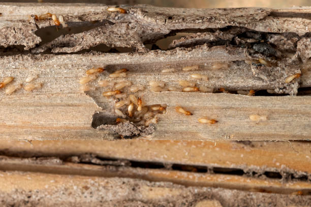 Best Bed Bug Extermination  in Port Jefferson Station, NY