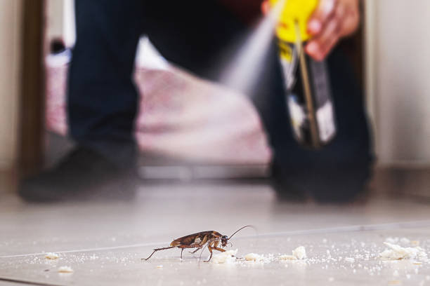 Best Termite Control Services  in Port Jefferson Station, NY